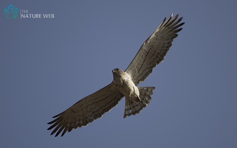 Short-toed Snake Eagle